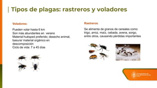 Rastreros:
Se alimenta de granos de cereales como
trigo, arroz, maíz, cebada, avena, sorgo,
entre otros, causando pérdidas importantes
Voladores:
Pueden volar hasta 6 km
Son más abundantes en verano
Material huésped preferido; desecho animal,
basura/ material orgánico en
descomposición
Ciclo de vida: 7 a 45 días
 