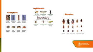 Coleópteros
Lepidópteros
Blatodeos
 