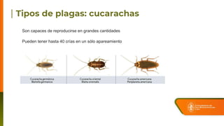 Son capaces de reproducirse en grandes cantidades
Pueden tener hasta 40 crías en un sólo apareamiento
 