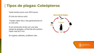 Cada hembra pone unos 300 huevos
El ciclo de vida es corto
Pueden haber dos o tres generaciones en
un solo año.
Si se comenzara el año con una sola
pareja de gorgojos, al final del año podrían
haber más de 5 mm.
En lugares calientes, proliferan más.
 