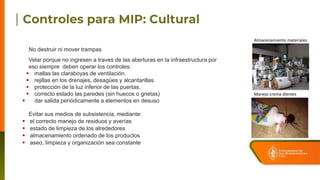Almacenamiento materiales
Manejo crema dientes
No destruir ni mover trampas
Velar porque no ingresen a traves de las aberturas en la infraestructura por
eso siempre deben operar los controles:
 mallas las claraboyas de ventilación.
 rejillas en los drenajes, desagües y alcantarillas.
 protección de la luz inferior de las puertas.
 correcto estado las paredes (sin huecos o grietas)
 dar salida periódicamente a elementos en desuso
Evitar sus medios de subsistencia, mediante:
 el correcto manejo de residuos y averías
 estado de limpieza de los alrededores
 almacenamiento ordenado de los productos
 aseo, limpieza y organización sea constante
 