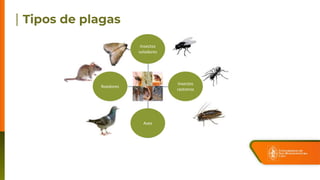 Insectos
voladores
Insectos
rastreros
Roedores
Aves
 