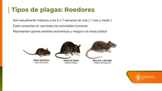 Son sexualmente maduros a las 6 o 7 semanas de vida.( 1 mes y medio )
Están presentes en casi todas las actividades humanas
Representan graves perdidas económicas y riesgos a la salud pública
 