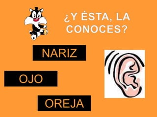 NARIZ

OJO

      OREJA
 
