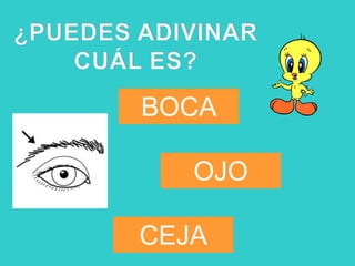 BOCA

   OJO

CEJA
 