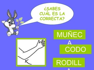¿SABES
CUÁL ES LA
CORRECTA?



      MUÑEC
        A
       CODO
      RODILL
 