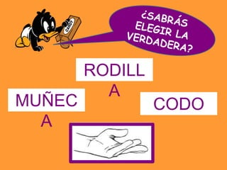 RODILL
          A
MUÑEC            CODO
  A
 