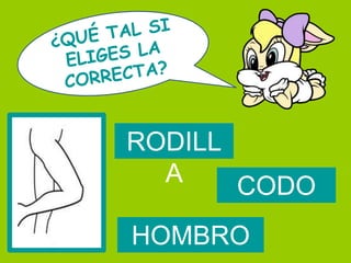 RODILL
  A    CODO
HOMBRO
 