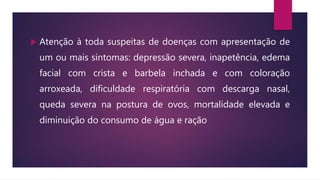  Atenção à toda suspeitas de doenças com apresentação de
um ou mais sintomas: depressão severa, inapetência, edema
facial com crista e barbela inchada e com coloração
arroxeada, dificuldade respiratória com descarga nasal,
queda severa na postura de ovos, mortalidade elevada e
diminuição do consumo de água e ração
 