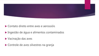  Contato direto entre aves e aerossóis
 Ingestão de água e alimentos contaminados
 Vacinação das aves
 Controle de aves silvestres na granja
 