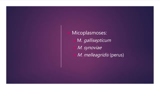  Micoplasmoses:
M. gallisepticum
M. synoviae
M. melleagridis (perus)
 