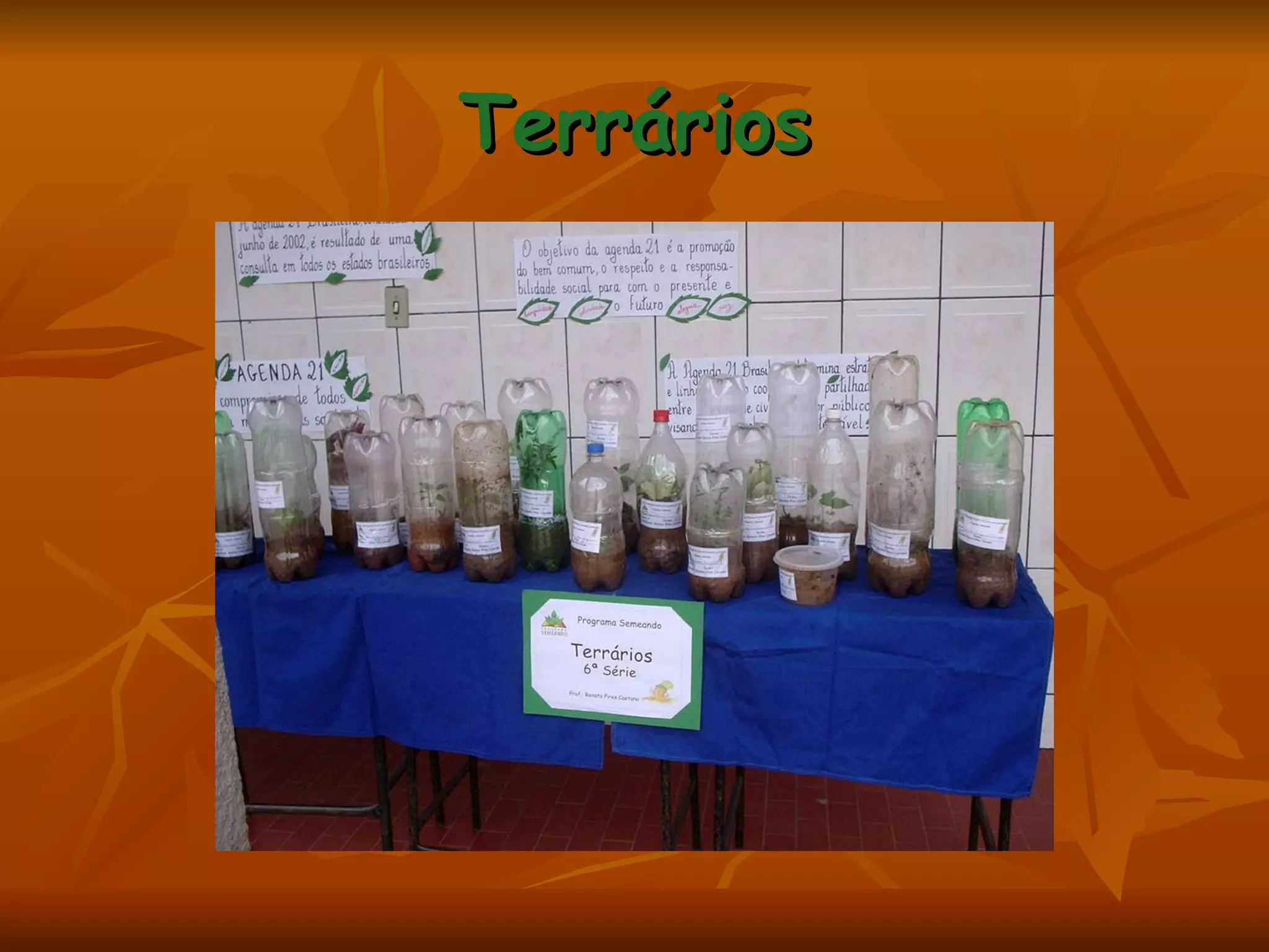 Terrários 
