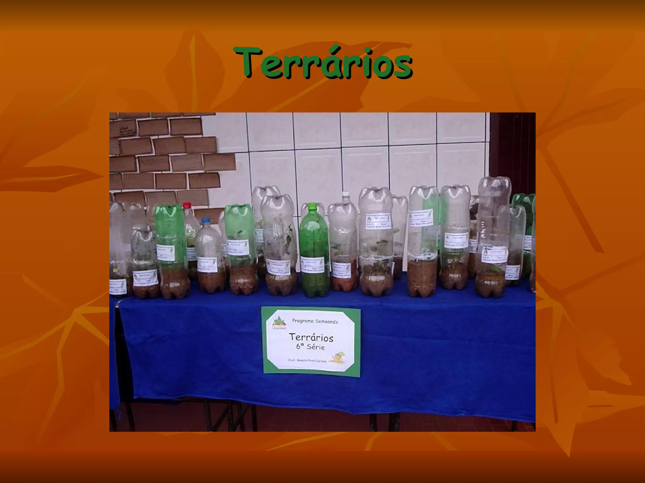Terrários 