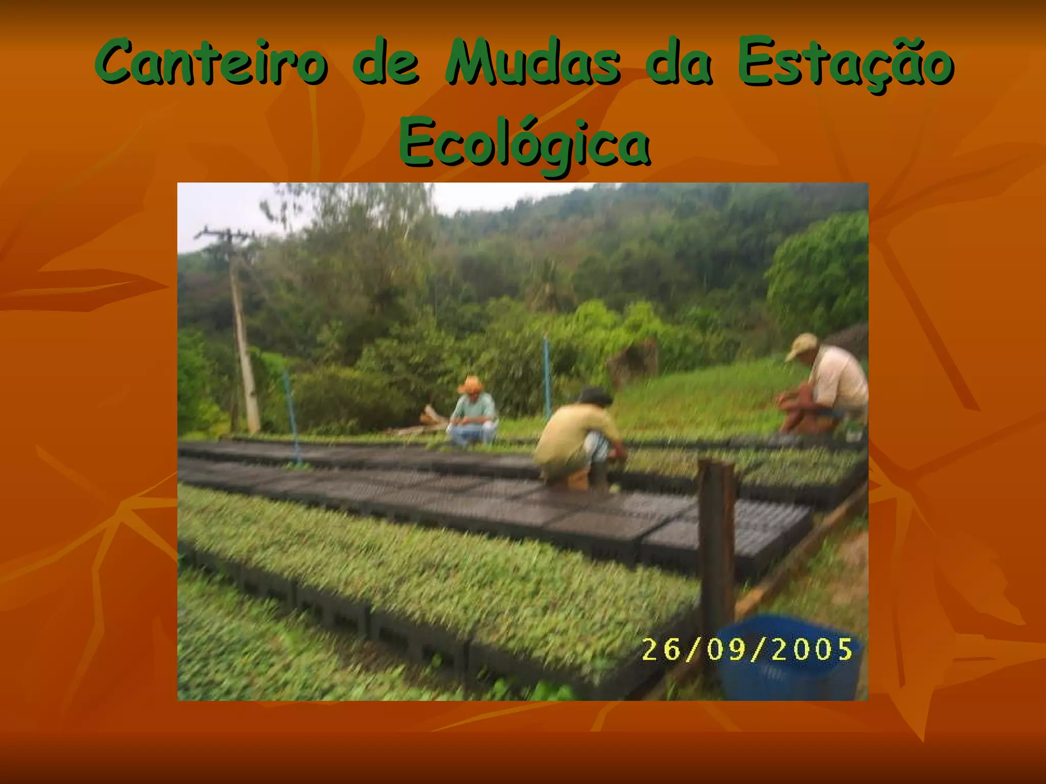 Canteiro de Mudas da Estação Ecológica 