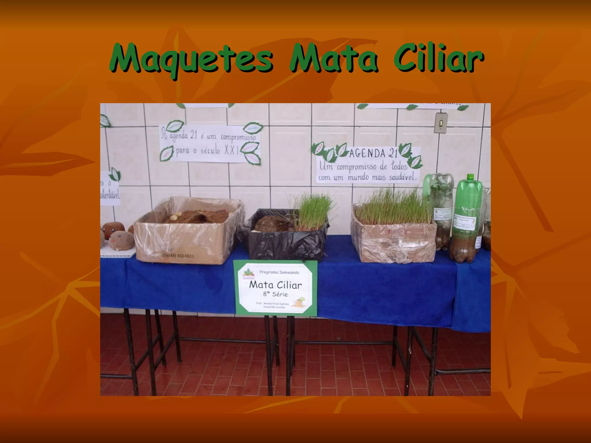 Maquetes Mata Ciliar 