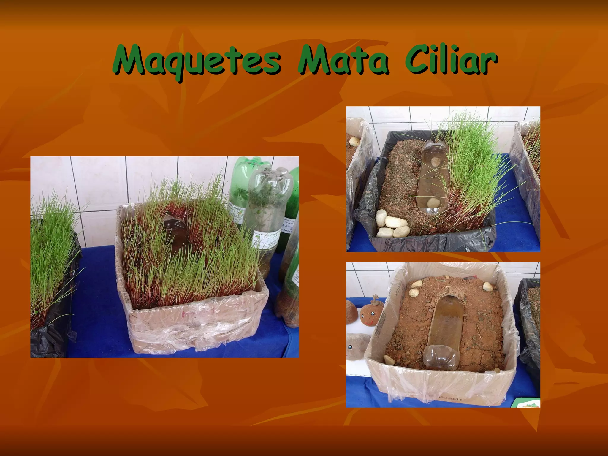 Maquetes Mata Ciliar 