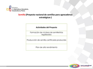 Semilla (Proyecto nacional de semillas para agrocadenas
estratégicas )
Actividades del Proyecto
Formación de núcleos de semilleristas
legalizados
Producción de semilla certificada producida
Plan de alto rendimiento
 