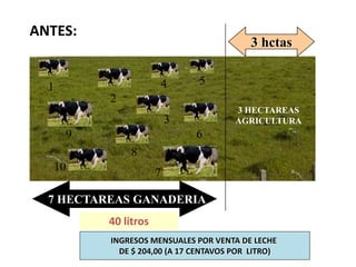 1
2
10
3
9
7
8
54
6
7 HECTAREAS GANADERIA
3 hctas
3 HECTAREAS
AGRICULTURA
ANTES:
INGRESOS MENSUALES POR VENTA DE LECHE
DE $ 204,00 (A 17 CENTAVOS POR LITRO)
40 litros
 