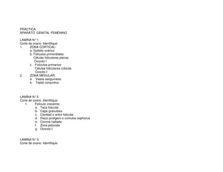 PRÁCTICA
APARATO GENITAL FEMENINO
LAMINA N°1:
Corte de ovario. Identifique:
1. ZONA CORTICAL:
a. Epitelio ovárico
b. Folículos primordiales:
Células foliculares planas
Ovocito I
c. Folículos primarios
Células foliculares cúbicas
Ovocito I
2. ZONA MEDULAR:
a. Vasos sanguíneos
b. Tejido conjuntivo
LAMINA N°2:
Corte de ovario. Identifique:
1. Folículo creciente:
a. Teca folicular
b. Capa granulosa
c. Cavidad o antro folicular
d. Disco prolígero o cúmulos oophorus
e. Corona radiada
f. Zona pelúcida
g. Ovocito I
LAMINA N°3:
Corte de ovario. Identifique:
 
