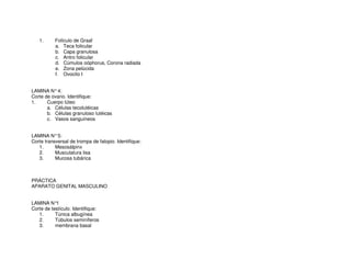 1. Folículo de Graaf
a. Teca folicular
b. Capa granulosa
c. Antro folicular
d. Cúmulos oóphorus, Corona radiada
e. Zona pelúcida
f. Ovocito I
LAMINA N°4:
Corte de ovario. Identifique:
1. Cuerpo lúteo
a. Células tecolutéicas
b. Células granuloso lutéicas
c. Vasos sanguíneos
LAMINA N°5:
Corte transversal de trompa de falopio. Identifique:
1. Mesosálpinx
2. Musculatura lisa
3. Mucosa tubárica
PRÁCTICA
APARATO GENITAL MASCULINO
LAMINA N°1
Corte de testículo. Identifique:
1. Túnica albugínea
2. Túbulos seminíferos
3. membrana basal
 