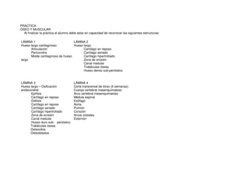 PRACTICA
ÓSEO Y MUSCULAR
Al finalizar la práctica el alumno debe estar en capacidad de reconocer las siguientes estructuras:
LÁMINA 1
Hueso largo cartilaginoso:
Articulación
Pericondrio
Molde cartilaginoso de hueso
largo
LÁMINA 2
Hueso largo:
Cartílago en reposo
Cartílago seriado
Cartílago hipertrofiado
Zona de erosión
Canal medular
Trabéculas óseas
Hueso denso sub-perióstico
LÁMINA 3
Hueso largo – Osificación
endocondral:
Epífisis
Cartílago en reposo
Diáfisis
Cartílago en reposo
Cartílago seriado
Cartílago hipertrofiado
Zona de erosión
Canal medular
Hueso duro sub- perióstico
Trabéculas óseas
Osteocitos
Osteoblastos
LÁMINA 4
Corte transversal de tórax (6 semanas):
Cuerpo vertebral mesenquimatoso
Arco vertebral mesenquimatoso
Médula espinal
Esófago
Aorta
Pulmón
Corazón
Arcos costales
Esternón
 