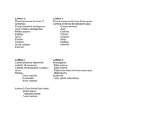 LÁMINA 5
Corte transversal de tórax (7
semanas):
Cuerpo vertebral cartilaginoso
Arco vertebral cartilaginoso
Médula espinal
Esófago
Aorta
Pulmón
Corazón
Arcos costales
Esternón
LÁMINA 6
Corte transversal de tórax (8 semanas):
Centros primarios de osificación para
Cuerpo vertebral
Arco
Costillas
Pulmón
Corazón
Aorta
Esófago
Esternón
LÁMINA 7
Corte transversal abdominal
embrión (8 semanas):
Centros primarios para: Cuerpo y
arcos
Médula
Canal medular
Duramadre
Arcos costales
LÁMINA 8
Hueso plano:
Tabla externa
Tabla interna
Trabéculas óseas de hueso esponjoso
Mesénquima
Epidermis
Tejido celular subcutáneo
Lámina 9 Corte frontal fosa nasal:
Hueso plano,
Trabéculas óseas,
Canal medular
 