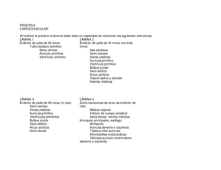 PRACTICA
CARDIOVASCULAR
Al finalizar la práctica el alumno debe estar en capacidad de reconocer las siguientes estructuras
LÁMINA 1
Embrión de pollo de 33 horas:
Tubo cardiaco primitivo
Seno venoso
Aurícula primitiva
Ventrículo primitivo
LÁMINA 2
Embrión de pollo de 43 horas con tinta
china:
Asa cardíaca
Seno venoso
Venas vitelinas
Aurícula primitiva
Ventrículo primitivo
Bulbus cordis
Saco aórtico
Arcos aórticos
Cúpula óptica y otocisto
Arterias vitelinas
LÁMINA 3
Embrión de pollo de 48 horas (in toto):
Seno venoso
Venas vitelinas
Aurícula primitiva
Ventrículos primitivos
Bulbus cordis
Saco aórtico
Arcos aórticos
Aorta dorsal
LÁMINA 4
Corte transversal de tórax de embrión de
rata:
Médula espinal
Esbozo de cuerpo vertebral
Aorta dorsal, nervios frénicos,
bronquios principales, esófago.
Bronquios
Aurícula derecha e izquierda
Tabique ínter auricular
Almohadillas endocárdicas
Válvulas aurículo-ventriculares
derecha e izquierda
 