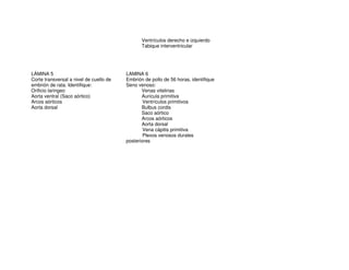 Ventrículos derecho e izquierdo
Tabique interventricular
LÁMINA 5
Corte transversal a nivel de cuello de
embrión de rata. Identifique:
Orificio laringeo
Aorta ventral (Saco aórtico)
Arcos aórticos
Aorta dorsal
LAMINA 6
Embrión de pollo de 56 horas, identifique
Seno venoso:
Venas vitelinas
Aurícula primitiva
Ventrículos primitivos
Bulbus cordis
Saco aórtico
Arcos aórticos
Aorta dorsal
Vena cápitis primitiva
Plexos venosos durales
posteriores
 