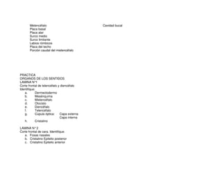 Metencéfalo
Placa basal
Placa alar
Surco medio
Surco limitante
Labios rómbicos
Placa del techo
Porción caudal del mielencéfalo
Cavidad bucal
PRACTICA
ORGANOS DE LOS SENTIDOS
LAMINA N°1
Corte frontal de telencéfalo y diencéfalo
Identifique:
a. Dermectodermo
b. Mesénquima
c. Mielencéfalo
d. Otocisto
e. Diencéfalo
f. Telencéfalo
g. Cúpula óptica: Capa externa
Capa interna
h. Cristalino
LAMINA N°2
Corte frontal de cara. Identifique:
a. Fosas nasales
b. Cristalino Epitelio posterior
c. Cristalino Epitelio anterior
 