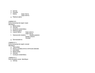 d. Córnea
e. Párpado
f. Retina Capa interna
Capa externa
g. Pedículo óptico
LAMINA N°3
Corte transversal de region nasal.
Identifique:
a. Mielencéfalo
b. Otocisto
c. Conducto endolinfático
d. Pedículo óptico
e. Cúpula Óptica Capa externa
Capa interna
f. Vesícula del cristalino Epitelio posterior
Epitelio anterior
Cavidad
g. Dermectodermo
LAMINA N°4
Corte transversal de región craneal
Identifique:
a. Telencéfalo
b. Plexos coroideos de los ventrículos laterales
c. Diencéfalo
d. Mielencéfalo
e. Otocisto
f. Conducto endolinfático
LAMINA N°5
Corte de globo ocular. Identifique:
a. Córnea
 
