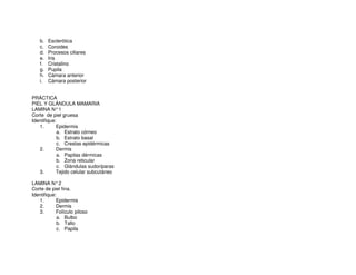 b. Esclerótica
c. Coroides
d. Procesos ciliares
e. Iris
f. Cristalino
g. Pupila
h. Cámara anterior
i. Cámara posterior
PRÁCTICA
PIEL Y GLÁNDULA MAMARIA
LAMINA N°1
Corte de piel gruesa
Identifique:
1. Epidermis
a. Estrato córneo
b. Estrato basal
c. Crestas epidérmicas
2. Dermis
a. Papilas dérmicas
b. Zona reticular
c. Glándulas sudoríparas
3. Tejido celular subcutáneo
LAMINA N°2
Corte de piel fina.
Identifique:
1. Epidermis
2. Dermis
3. Folículo piloso
a. Bulbo
b. Tallo
c. Papila
 