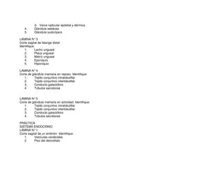 d. Vaina radicular epitelial y dérmica
4. Glándula sebácea
5. Glándula sudorípara
LAMINA N°3
Corte sagital de falange distal
Identifique:
1. Lecho ungueal
2. Placa ungueal
3. Matriz ungueal
4. Eponiquio
5. Hiponiquio
LAMINA N°4
Corte de glándula mamaria en reposo. Identifique:
1. Tejido conjuntivo intralobulillar
2. Tejido conjuntivo interlobulillar
3. Conducto galactóforo
4. Túbulos secretores
LAMINA N°5
Corte de glándula mamaria en actividad. Identifique:
1. Tejido conjuntivo intralobulillar
2. Tejido conjuntivo interlobulillar
3. Conducto galactóforo
4. Túbulos secretores
PRÁCTICA
SISTEMA ENDOCRINO
LAMINA N°1
Corte sagital de un embrión. Identifique:
1. Vesículas cerebrales
2. Piso del diencéfalo
 