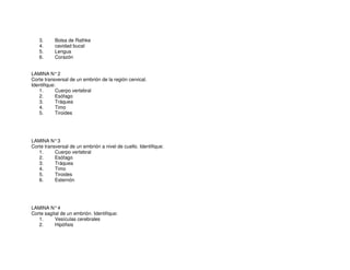 3. Bolsa de Rathke
4. cavidad bucal
5. Lengua
6. Corazón
LAMINA N°2
Corte transversal de un embrión de la región cervical.
Identifique:
1. Cuerpo vertebral
2. Esófago
3. Tráquea
4. Timo
5. Tiroides
LAMINA N°3
Corte transversal de un embrión a nivel de cuello. Identifique:
1. Cuerpo vertebral
2. Esófago
3. Tráquea
4. Timo
5. Tiroides
6. Esternón
LAMINA N°4
Corte sagital de un embrión. Identifique:
1. Vesículas cerebrales
2. Hipófisis
 