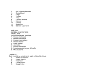 3. Silla turca del esfenoides
4. Cavidad bucal
5. Lengua
6. Tiroides
7. Timo
8. Columna vertebral
9. Esternón
10. Corazón
11. Metanefros
12. Glándula suprarrenal
PRÁCTICA
SISTEMA RESPIRATORIO
LAMINA N°1
Corte frontal de cara. Identifique
1. Proceso frontonasal
2. Proceso nasolateral
3. Proceso nasomediano
4. Proceso maxilar
5. Fosas nasales
6. estomodeo
7. Proceso mandibular
8. Paqueta vásculo nervioso del cuello
9. Médula espinal
LAMINA N°2
Corte frontal de un embrión en la región cefálica. Identifique:
1. Ventrículos laterales
2. Epitelio olfatorio
3. Fosa nasal
4. Coana primitiva
5. Boca primitiva
 