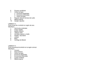 6. Proceso mandibular
7. Orificio laríngeo
a. Eminencia epiglotidea
b. Eminencia aritenoidea
c. Orificio laríngeo
8. Paquete vásculo nervioso del cuello
9. Médula espinal
10. Ganglio raquídeo
LAMINA N°3
Corte frontal de un embrión en región de cara.
Identifique:
1. Ventrículos cerebrales
2. Fosas nasales
3. Epitelio olfatorio
4. Tabique nasal
5. Cornetes superior y medio
6. Paladar secundario
7. Lengua
8. Boca
9. Cartílago de Meckel
LAMINA N°4
Corte transversal de embrión en la región cervical.
Identifique:
1. Corazón
2. Arcos aórticos
3. Orificio laríngeo
4. Eminencia epiglotídea
5. Eminencias aritenoides
6. Cuerpo vertebral
7. Médula espinal
 