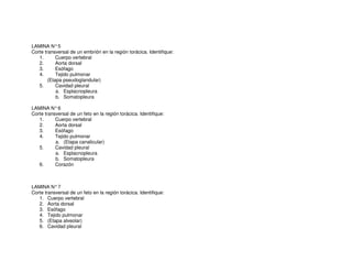 LAMINA N°5
Corte transversal de un embrión en la región torácica. Identifique:
1. Cuerpo vertebral
2. Aorta dorsal
3. Esófago
4. Tejido pulmonar
(Etapa pseudoglandular)
5. Cavidad pleural
a. Esplacnopleura
b. Somatopleura
LAMINA N°6
Corte transversal de un feto en la región torácica. Identifique:
1. Cuerpo vertebral
2. Aorta dorsal
3. Esófago
4. Tejido pulmonar
a. (Etapa canalicular)
5. Cavidad pleural
a. Esplacnopleura
b. Somatopleura
6. Corazón
LAMINA N°7
Corte transversal de un feto en la región torácica. Identifique:
1. Cuerpo vertebral
2. Aorta dorsal
3. Esófago
4. Tejido pulmonar
5. (Etapa alveolar)
6. Cavidad pleural
 