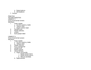 a. Esplacnopleura
b. Somatopleura
7. Corazón
PRÁCTICA
SISTEMA DIGESTIVO
LAMINA N°1
Corte frontal de feto humano
Identifique:
1. Fosas nasales
a. Cornete superior y medio
b. Tabique nasal
c. Organo vómero nasal
2. Cavidad bucal
3. Paladar definitivo
4. Lengua
5. Surco gíngivo labial
LAMINA N°2
Corte frontal de feto humano
Identifique:
1. Fosas nasales
a. Cornete superior y medio
b. Tabique nasal
2. Paladar definitivo
3. Surco nasolagrimal
4. cavidad bucal
5. Epitelio gingival
6. Lámina dentaria
a. Órgano del esmalte
i. Epitelio dental interno
ii. Epitelio dental externo
iii. Retículo estrellado
b. Papila dentaria
 