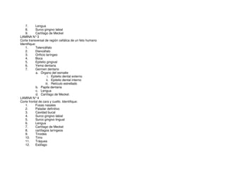 7. Lengua
8. Surco gíngivo labial
9. Cartílago de Meckel
LAMINA N°3
Corte transversal de región cefálica de un feto humano
Identifique:
1. Telencéfalo
2. Diencéfalo
3. Orificio laríngeo
4. Boca
5. Epitelio gingival
6. Yema dentaria
7. Germen dentario
a. Órgano del esmalte
i. Epitelio dental externo
ii. Epitelio dental interno
iii. Retículo estrellado
b. Papila dentaria
c. Lengua
d. Cartílago de Meckel.
LAMINA N°4
Corte frontal de cara y cuello. Identifique:
1. Fosas nasales
2. Paladar definitivo
3. Cavidad bucal
4. Surco gíngivo labial
5. Surco gíngivo lingual
6. Lengua
7. Cartílago de Meckel
8. cartílagos laríngeos
9. Tiroides
10. Timo
11. Tráquea
12. Esófago
 