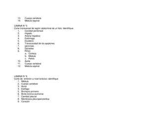 13. Cuerpo vertebral
14. Médula espinal
LAMINA N°5
Corte transversal de región abdominal de un feto. Identifique:
1. Cavidad peritoneal
2. Hígado
3. Arteria hepática
4. Estómago
5. Duodeno
6. Transcavidad de los epiplones
7. páncreas
8. Gónadas
9. Riñón
a. Corteza
b. Médula
c. Pelvis
10. Aorta
11. Cuerpo vertebral
12. Médula espinal
LAMINA N°6
Corte de embrión a nivel torácico: identifique
1. Médula
2. Cuerpo vertebral
3. Aorta
4. Esófago
5. Bronquio primario
6. Brote bronco pulmonar
7. Cavidad pleural
8. Membrana pleuropericárdica
9. Corazón
 