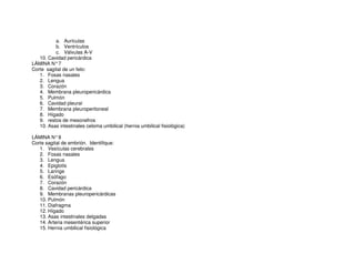 a. Aurículas
b. Ventrículos
c. Válvulas A-V
10. Cavidad pericárdica
LÁMINA N°7
Corte sagital de un feto:
1. Fosas nasales
2. Lengua
3. Corazón
4. Membrana pleuropericárdica
5. Pulmón
6. Cavidad pleural
7. Membrana pleuroperitoneal
8. Hígado
9. restos de mesonefros
10. Asas intestinales celoma umbilical (hernia umbilical fisiológica)
LÁMINA N°8
Corte sagital de embrión. Identifique:
1. Vesículas cerebrales
2. Fosas nasales
3. Lengua
4. Epiglotis
5. Laringe
6. Esófago
7. Corazón
8. Cavidad pericárdica
9. Membranas pleuropericárdicas
10. Pulmón
11. Diafragma
12. Hígado
13. Asas intestinales delgadas
14. Arteria mesentérica superior
15. Hernia umbilical fisiológica
 