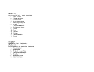 LÁMINA N°9
Corte frontal de cara y cuello. Identifique
1. Fosas nasales
2. Paladar definitivo
3. Cavidad bucal
4. Surco gíngivo labial
5. Surco gíngivo lingual
6. Lengua
7. Cartílago de Meckel
8. Cartílagos laríngeos
9. Tiroides
10. Timo
11. Tráquea
12. Esófago
13. Cuerpo vertebral
14. Médula
PRÁCTICA
APARATO GÉNITO-URINARIO
LÁMINA N°1
Corte transversal de un embrión. Identifique:
1. Médula espinal
2. Aorta dorsal
3. Conducto mesonéfrico
4. Cuerpo del mesonefros
5. Gónadas
6. Mesenterio dorsal
7. Asas intestinales
 