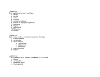 LÁMINA N°2
Corte sagital de un embrión. Identifique:
1. Lengua
2. Laringe
3. Timo
4. Corazón
5. Cavidad pericárdica
6. Pulmón en etapa pseudoglandular
7. Diafragma
8. Hígado
9. Mesonefros
10. Metanefros
11. Gónada
LÁMINA N°3
Corte transversal de un embrión a nivel pélvico. Identifique
1. Cuerpo vertebral
2. Aorta dorsal
3. Riñón definitivo
a. Corteza renal
b. Médula renal
c. Pelvis renal
4. Asas intestinales
5. Hígado
LÁMINA N°4
CORTE TRANSVERSAL A NIVEL ABDOMINAL. IDENTIFIQUE
1. Médula
2. Aorta dorsal
3. Mesenterio dorsal
4. Cresta gonadal
 