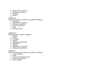 5. Mesonefros en involución
6. Conducto mesonéfrico
7. Estómago
8. Hígado
9.
LÁMINA N°5
Corte transversal de un embrión a nivel pélvico. Identifique:
1. Metanefros
2. Mesonefros en involución
3. Conducto mesonéfrico
4. Uretra membranosa
5. Pene
6. Reborde escrotal
LÁMINA N°6
Corte sagital de un embrión. Identifique:
1. Corazón
2. Pulmón
3. Diafragma
4. Hígado
5. Glándulas suprarrenales
6. Metanefros
7. Gónada
8. Mesonefros en involución
9. Conductos mesonéfricos
LÁMINA N°7
Corte transversal de un embrión a nivel pélvico. Identifique:
1. Cuerpo vertebral
2. Recto
3. Conductos paramesonéfricos
4. Conducto mesonéfrico
5. Seno urogenital
 