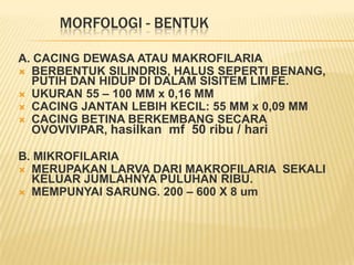 MORFOLOGI - BENTUK

A. CACING DEWASA ATAU MAKROFILARIA
 BERBENTUK SILINDRIS, HALUS SEPERTI BENANG,
  PUTIH DAN HIDUP DI DALAM SISITEM LIMFE.
 UKURAN 55 – 100 MM x 0,16 MM
 CACING JANTAN LEBIH KECIL: 55 MM x 0,09 MM
 CACING BETINA BERKEMBANG SECARA
  OVOVIVIPAR, hasilkan mf 50 ribu / hari

B. MIKROFILARIA
 MERUPAKAN LARVA DARI MAKROFILARIA SEKALI
  KELUAR JUMLAHNYA PULUHAN RIBU.
 MEMPUNYAI SARUNG. 200 – 600 X 8 um
 