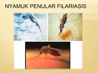 NYAMUK PENULAR FILARIASIS
 
