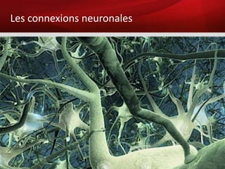 Les connexions neuronales
 