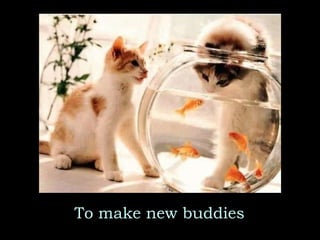 To make new buddies 