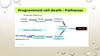 Program Cell Death Function programmed cell death .pptx