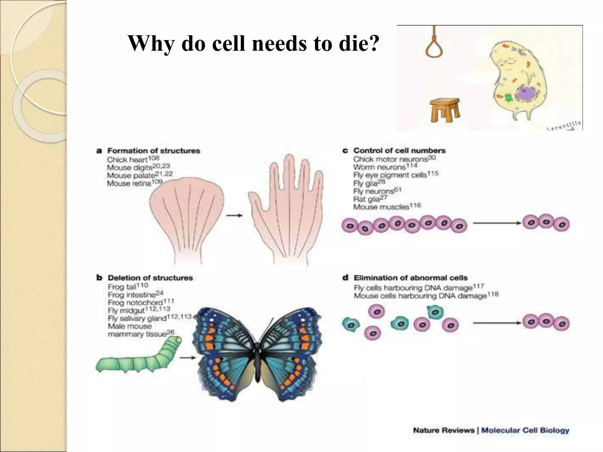 Program Cell Death Function Programmed cell death | PPT | Biological Sciences | Science