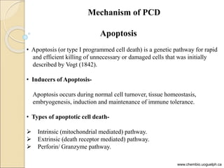 Programmed cell death | PPT